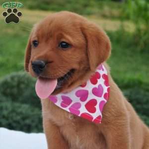 Willow Breeze, Fox Red Labrador Retriever Puppy